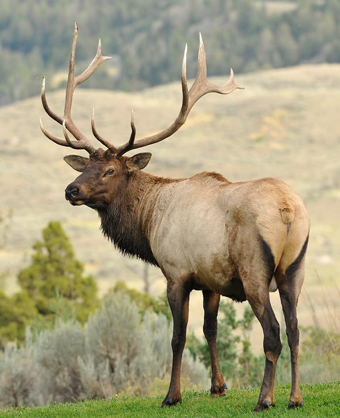 Wild Game